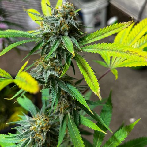 Girl Scout cookies  growlog timeline photo