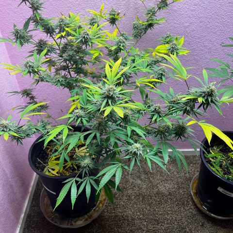 Girl Scout cookies  growlog timeline photo