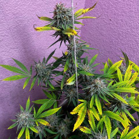 Girl Scout cookies  growlog timeline photo