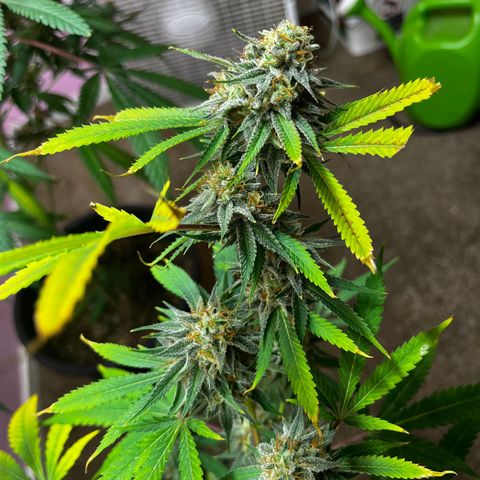Girl Scout cookies  growlog timeline photo