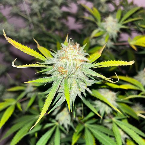 Girl Scout cookies  growlog timeline photo