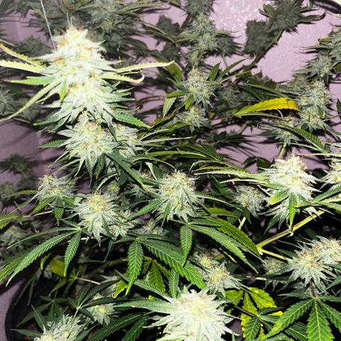 Girl Scout cookies  growlog timeline photo