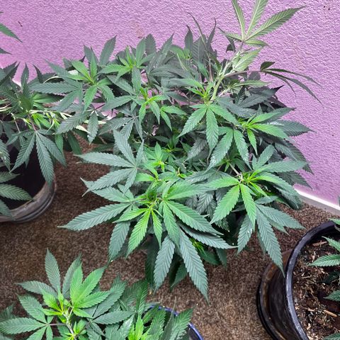 Critical  growlog timeline photo