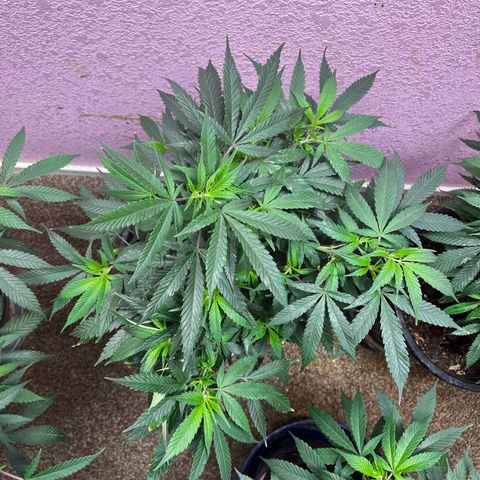 Critical  growlog timeline photo