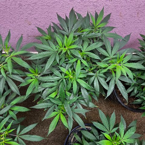 Critical  growlog timeline photo