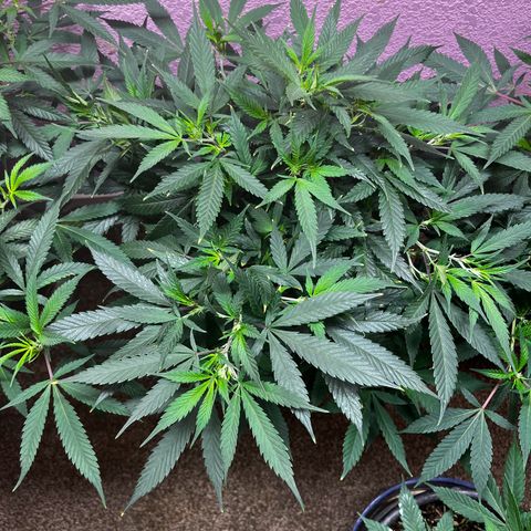 Critical  growlog timeline photo