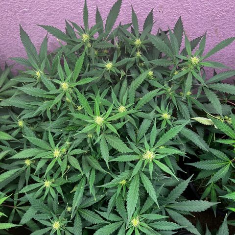 Critical  growlog timeline photo