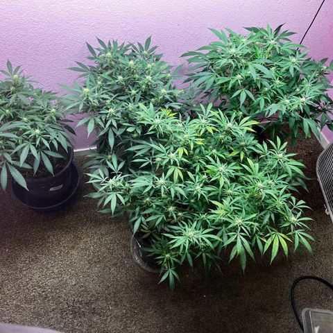 Critical  growlog timeline photo