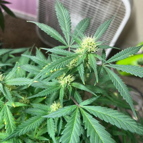 Critical  growlog timeline photo