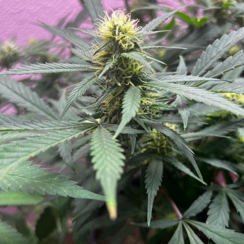 Critical  growlog timeline photo