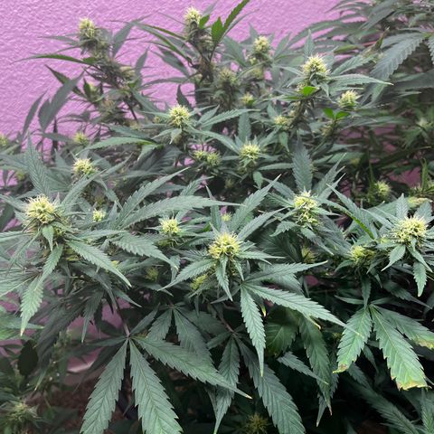 Critical  growlog timeline photo