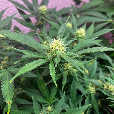 Critical  growlog timeline photo