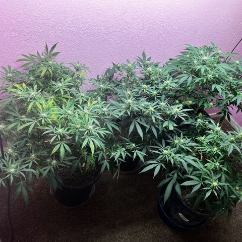 Critical  growlog timeline photo