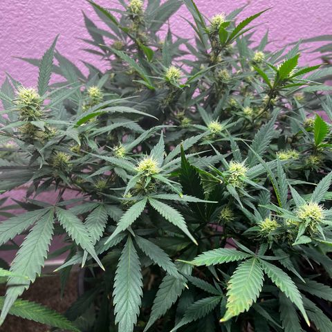 Critical  growlog timeline photo