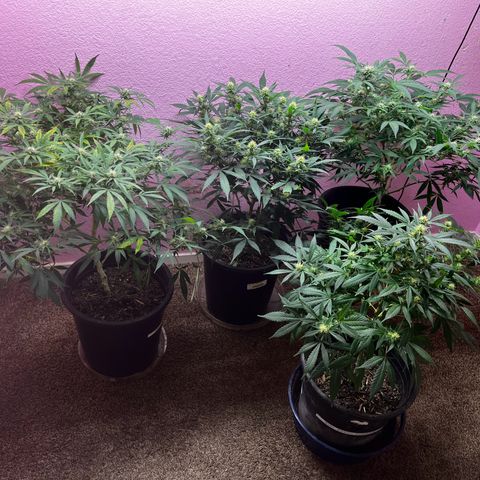 Critical  growlog timeline photo