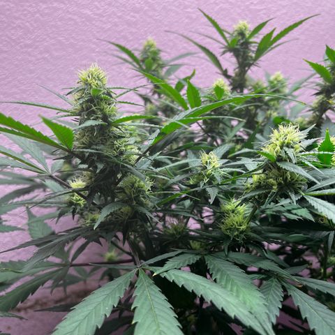 Critical  growlog timeline photo