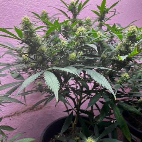 Critical  growlog timeline photo
