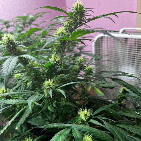 Critical  growlog timeline photo