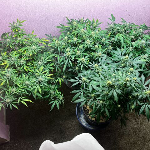 Critical  growlog timeline photo