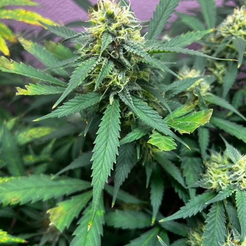 Critical  growlog timeline photo