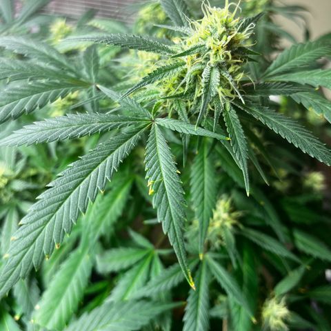 Critical  growlog timeline photo