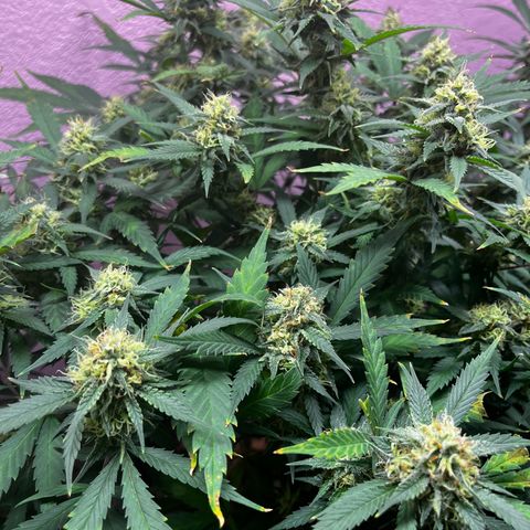 Critical  growlog timeline photo