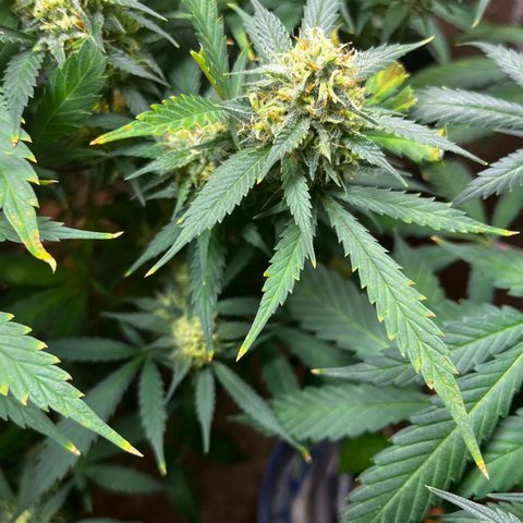 Critical  growlog timeline photo