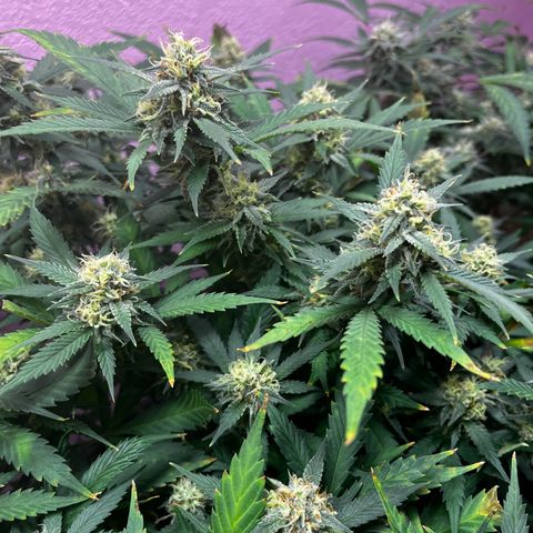 Critical  growlog timeline photo