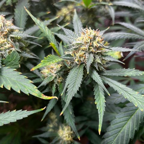 Critical  growlog timeline photo