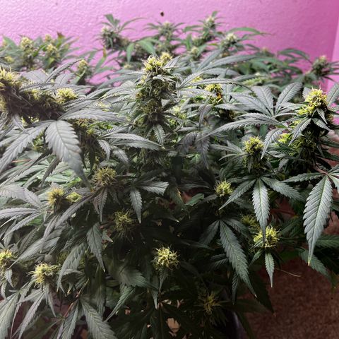 Critical  growlog timeline photo