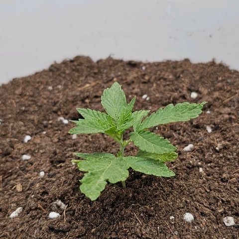Mamba Negra growlog timeline photo