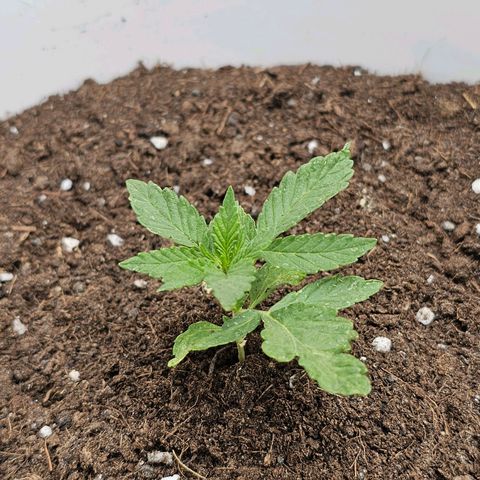 Mamba Negra growlog timeline photo