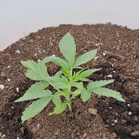 Mamba Negra growlog timeline photo