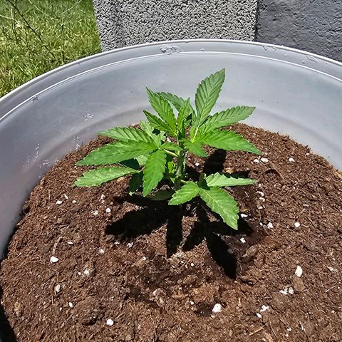 Mamba Negra growlog timeline photo