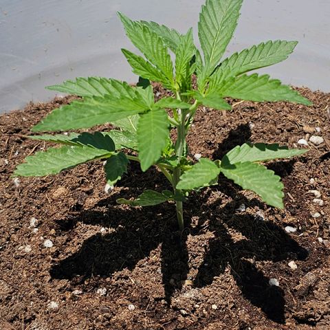 Mamba Negra growlog timeline photo