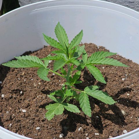 Mamba Negra growlog timeline photo