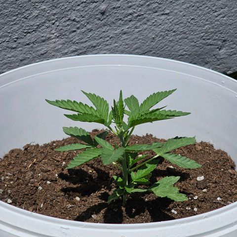 Mamba Negra growlog timeline photo
