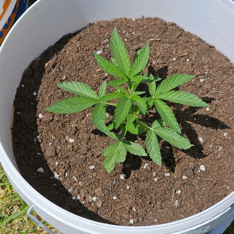 Mamba Negra growlog timeline photo