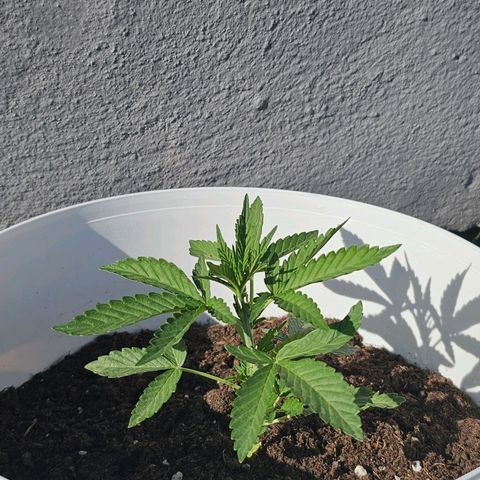 Mamba Negra growlog timeline photo