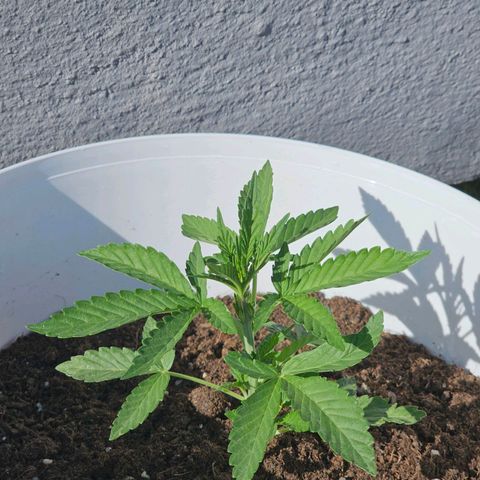 Mamba Negra growlog timeline photo