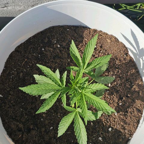 Mamba Negra growlog timeline photo