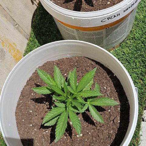 Mamba Negra growlog timeline photo