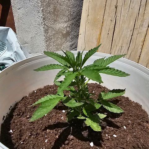 Mamba Negra growlog timeline photo