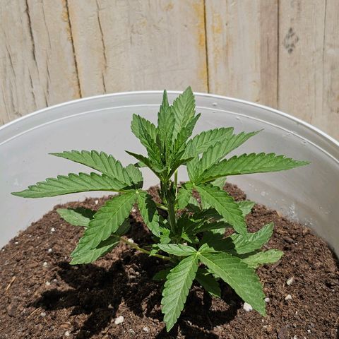 Mamba Negra growlog timeline photo