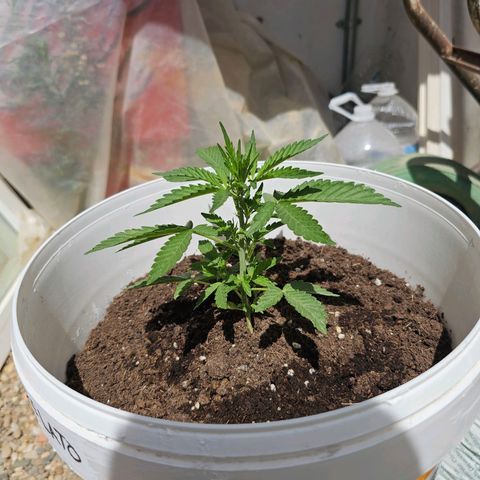 Mamba Negra growlog timeline photo