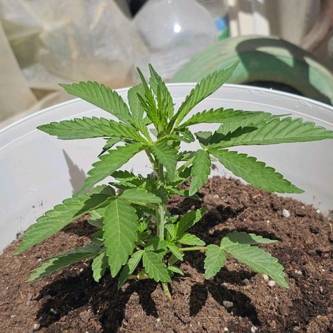 Mamba Negra growlog timeline photo