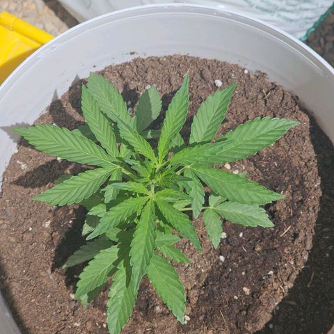 Mamba Negra growlog timeline photo