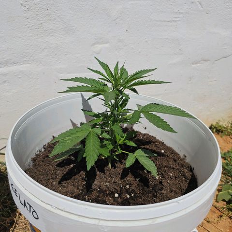 Mamba Negra growlog timeline photo