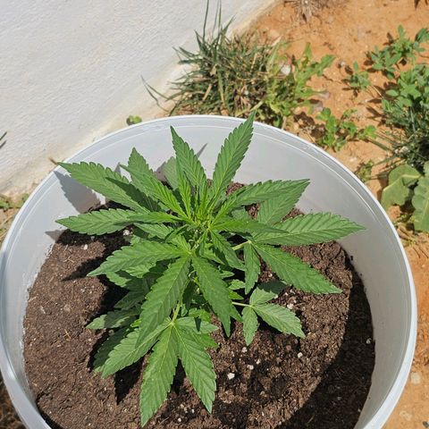 Mamba Negra growlog timeline photo
