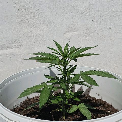 Mamba Negra growlog timeline photo